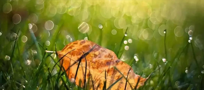 Use out-of-focus bokeh shooting to make photos more literary.