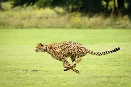 Several detailed operations for professional photographers when using DSLR cameras