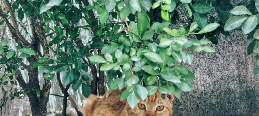 Japanese photographer's peculiar stray cat photo pose, heart-warming online ~