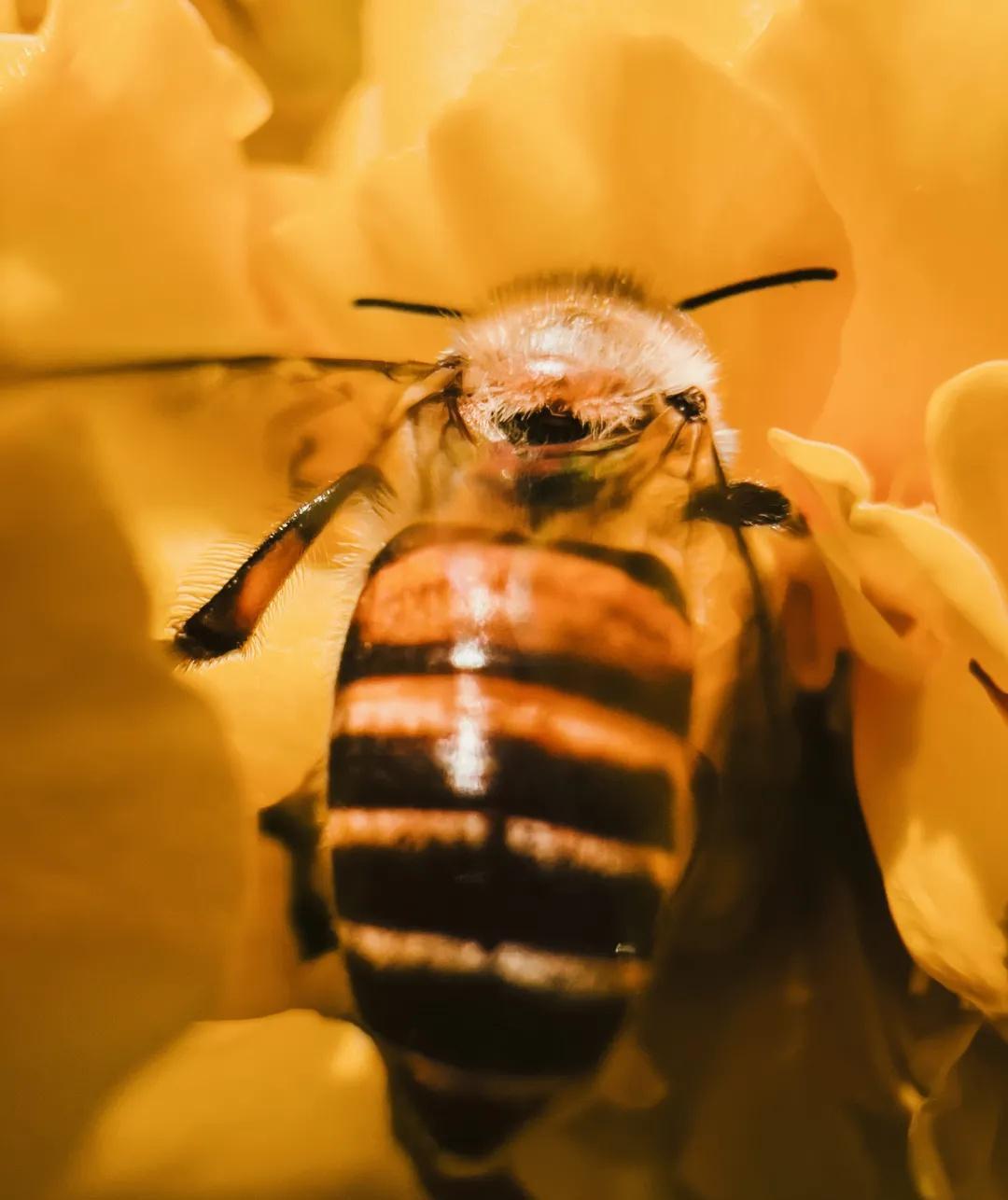 Only when you shoot macro with your mobile phone like this can you have a creamy blur!