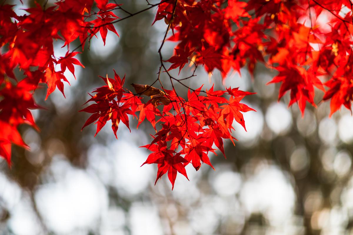 For beginners in photography, just follow these three steps to capture photos with blurred backgrounds - Jin Hua said in the 8th issue of Photography Magazine