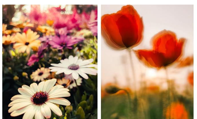 How to skillfully use the camera function of mobile phone to take creative flower photos?