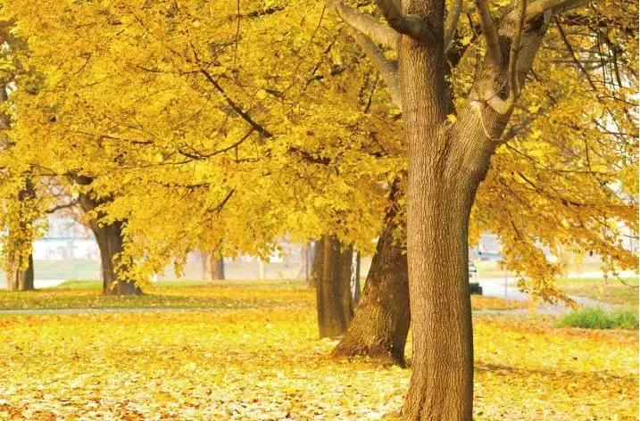 When shooting natural scenery, the colors should be fully displayed