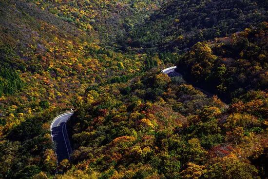 Learn these tips to make ginkgo and red leaves look more beautiful in autumn!