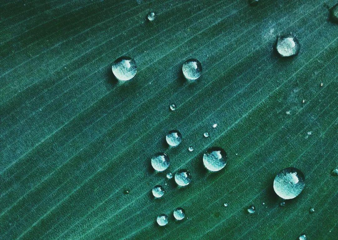 That's nice! Green plants are shot like this, and people are willing to praise you!