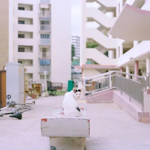 The girl's heart bursts! Macaron-colored urban photos are super! Level! Beautiful!