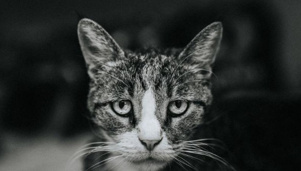 How to take good black and white photos