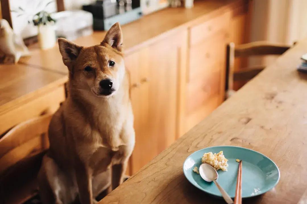 How can I shoot a good dog? This photographer's shooting method is worth learning!