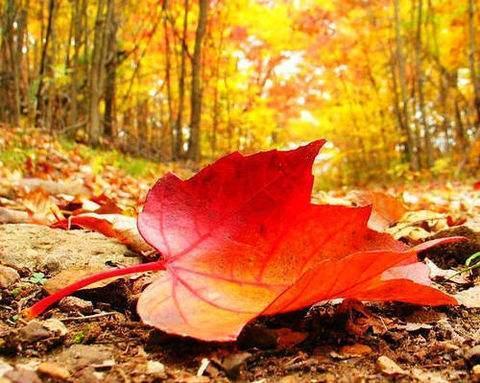 Take some time to familiarize yourself with this photography theme that is sure to be popular this autumn. We don't want to miss out on it!